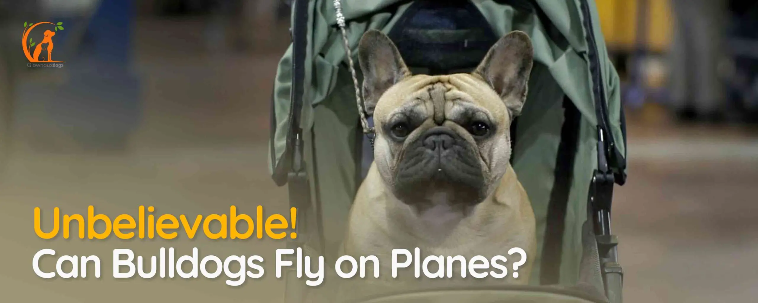 Unbelievable! Can Bulldogs Fly on Planes?
