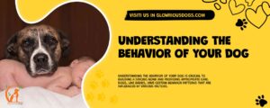 Understanding The Behavior Of Your Dog