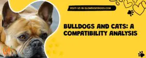 Bulldogs And Cats: A Compatibility Analysis