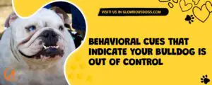 Behavioral Cues That Indicate Your Bulldog Is Out Of Control