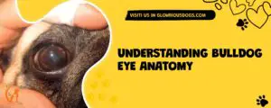 Understanding Bulldog Eye Anatomy