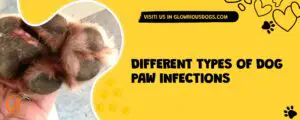 Different Types Of Dog Paw Infections