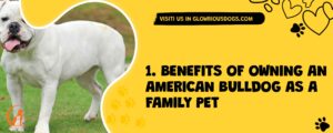 1. Benefits Of Owning An American Bulldog As A Family Pet