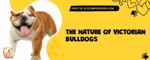The Nature Of Victorian Bulldogs