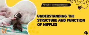 Understanding The Structure And Function Of Nipples
