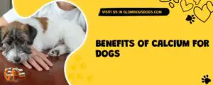 Benefits Of Calcium For Dogs