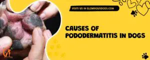 Causes Of Pododermatitis In Dogs