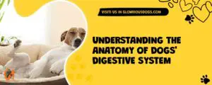 Understanding The Anatomy Of Dogs' Digestive System
