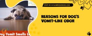 Reasons For Dog's Vomit-like Odor