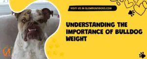 Understanding The Importance Of Bulldog Weight
