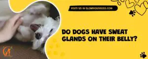 Do Dogs Have Sweat Glands On Their Belly?