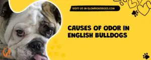 Causes Of Odor In English Bulldogs