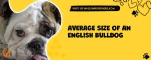 Average Size Of An English Bulldog
