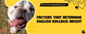 Factors That Determine English Bulldog Weight