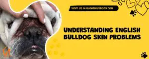 Understanding English Bulldog Skin Problems