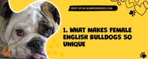 1. What Makes Female English Bulldogs So Unique