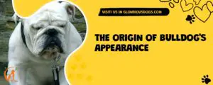 The Origin Of Bulldog's Appearance