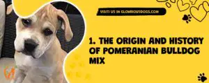 1. The Origin And History Of Pomeranian Bulldog Mix