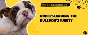 Understanding The Bulldog's Rarity