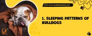 1. Sleeping Patterns Of Bulldogs