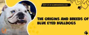 The Origins And Breeds Of Blue Eyed Bulldogs