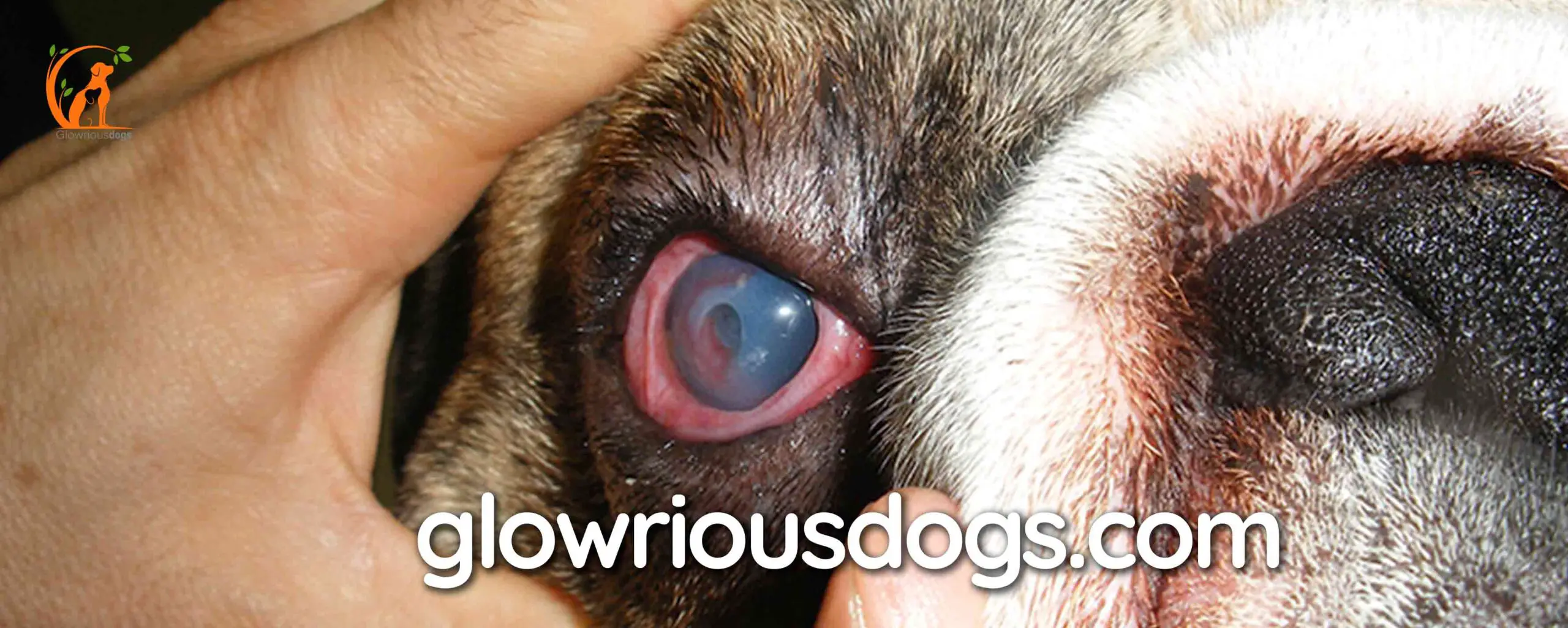 Clear Insights: Bulldog Eye Problems Demystified!