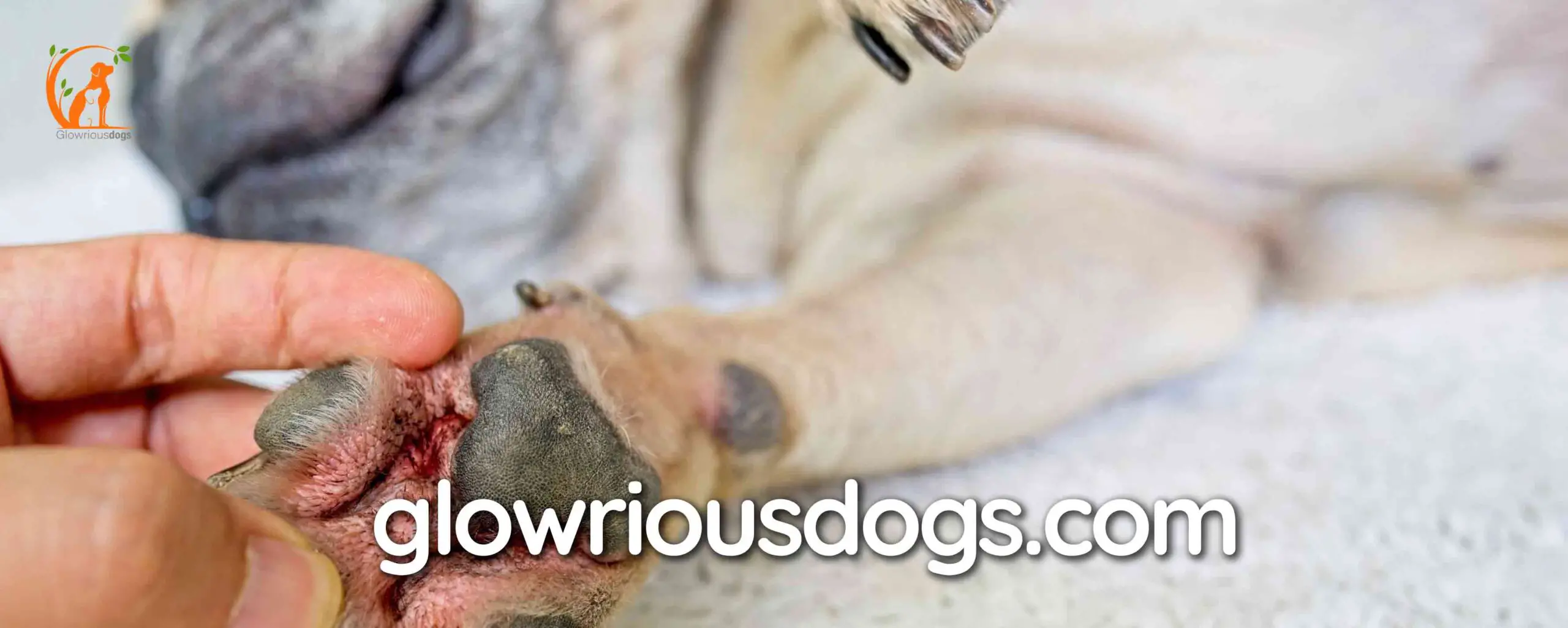 Pamper Your Pooch: How to Treat Dog Paw Infection at Home!