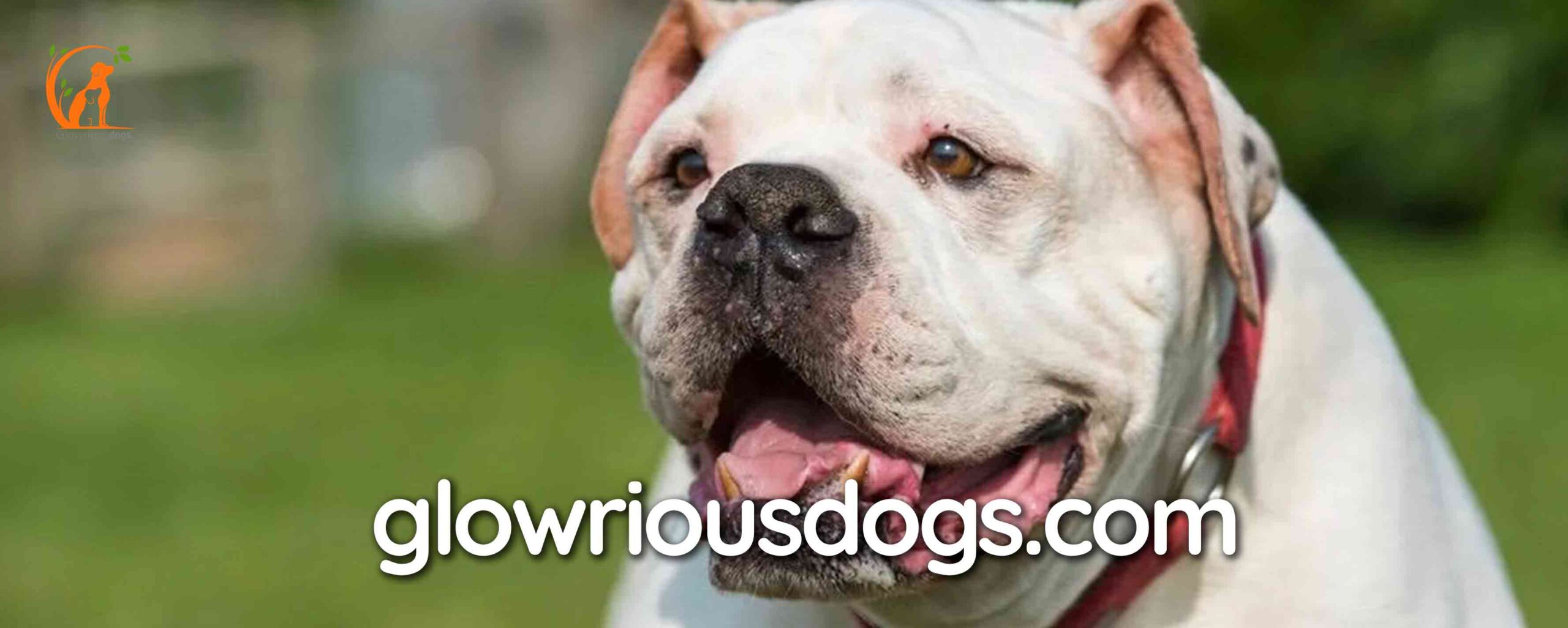Unveiling the Lifespan: How Long Does an American Bulldog Live?