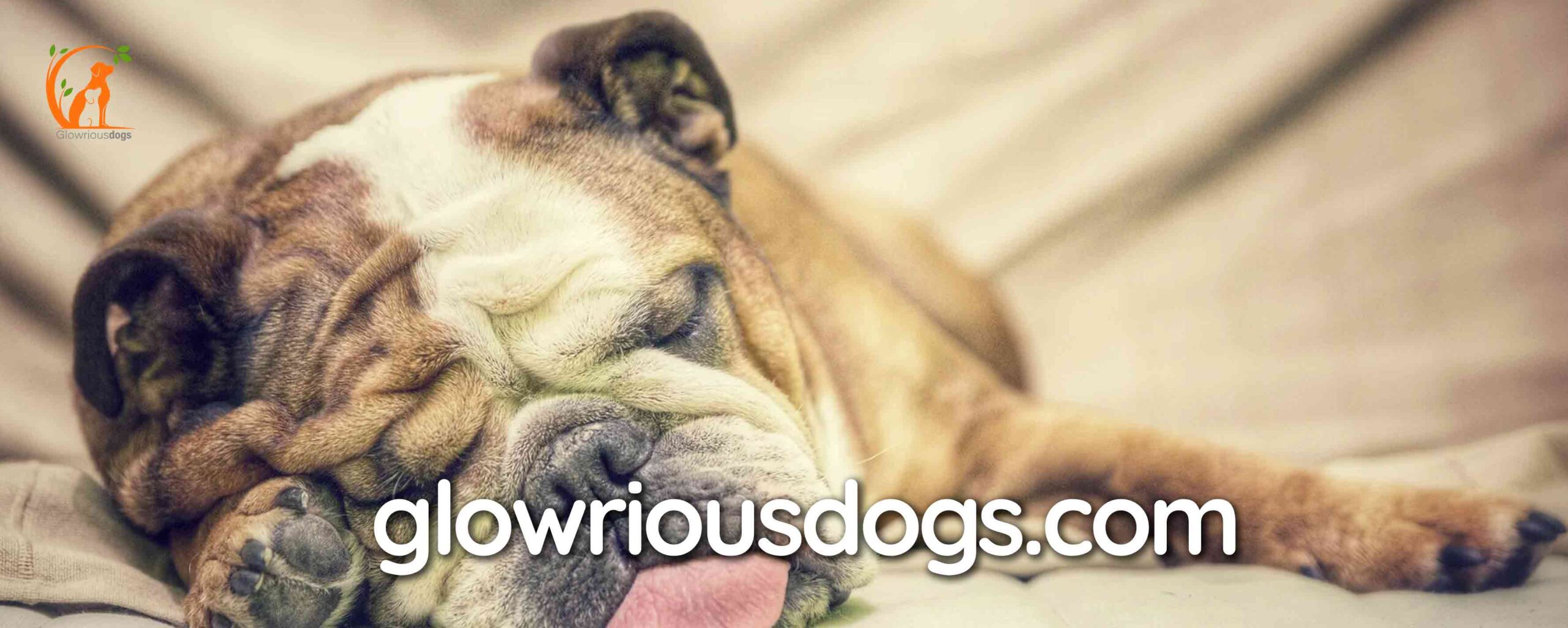 Unleashing the Mystery: Why Do Dogs Fart in Their Sleep?