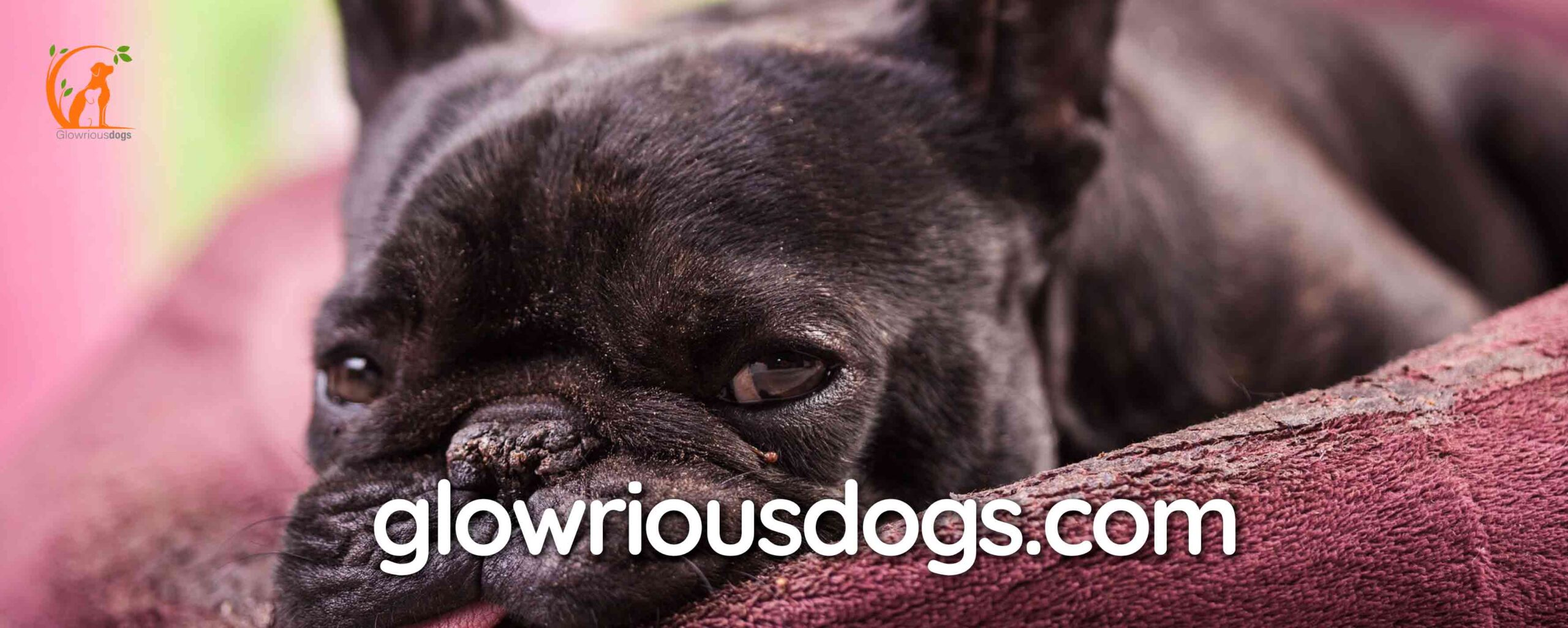 Unveiling the Mystery: Why Does My Dog Smell Like Vomit? Find Answers Now!