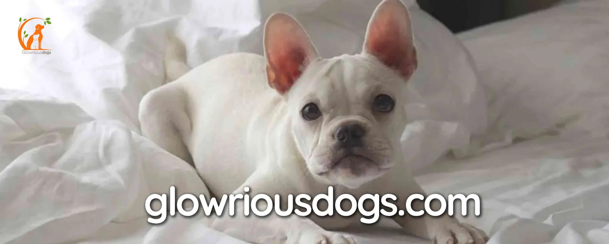 From Paws to Pillow: Understanding the 'Why Does My Frenchie Sleep on Me