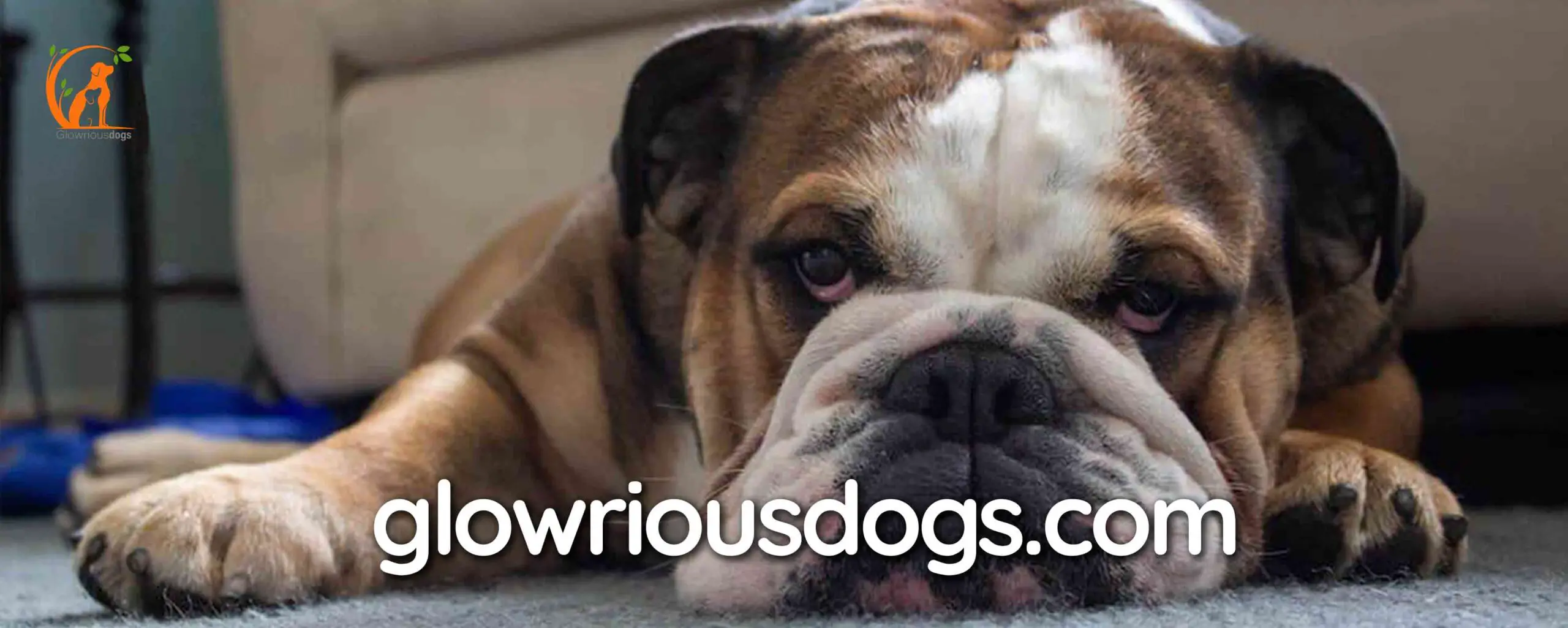Unmasking the Mystery: Why Do English Bulldogs Stink? Explained!
