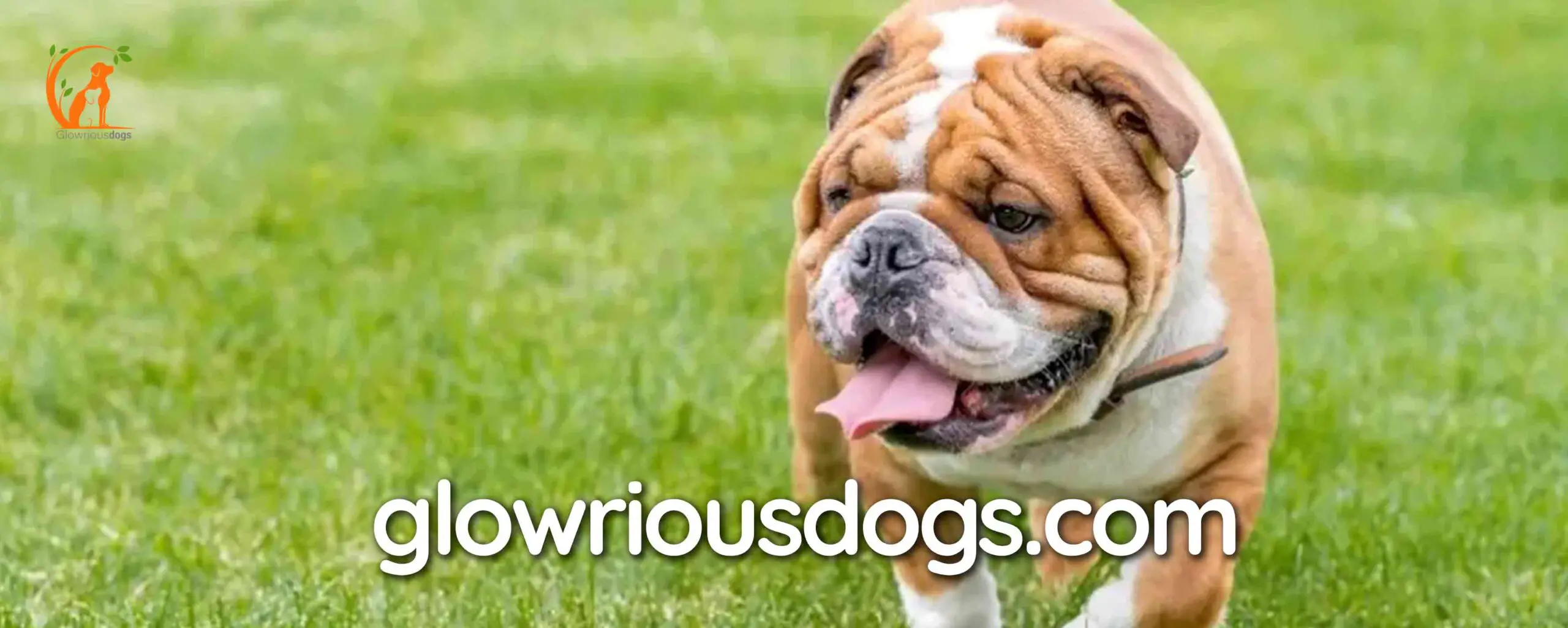 Unveiling the Size Secrets: How Big Does a English Bulldog Get?