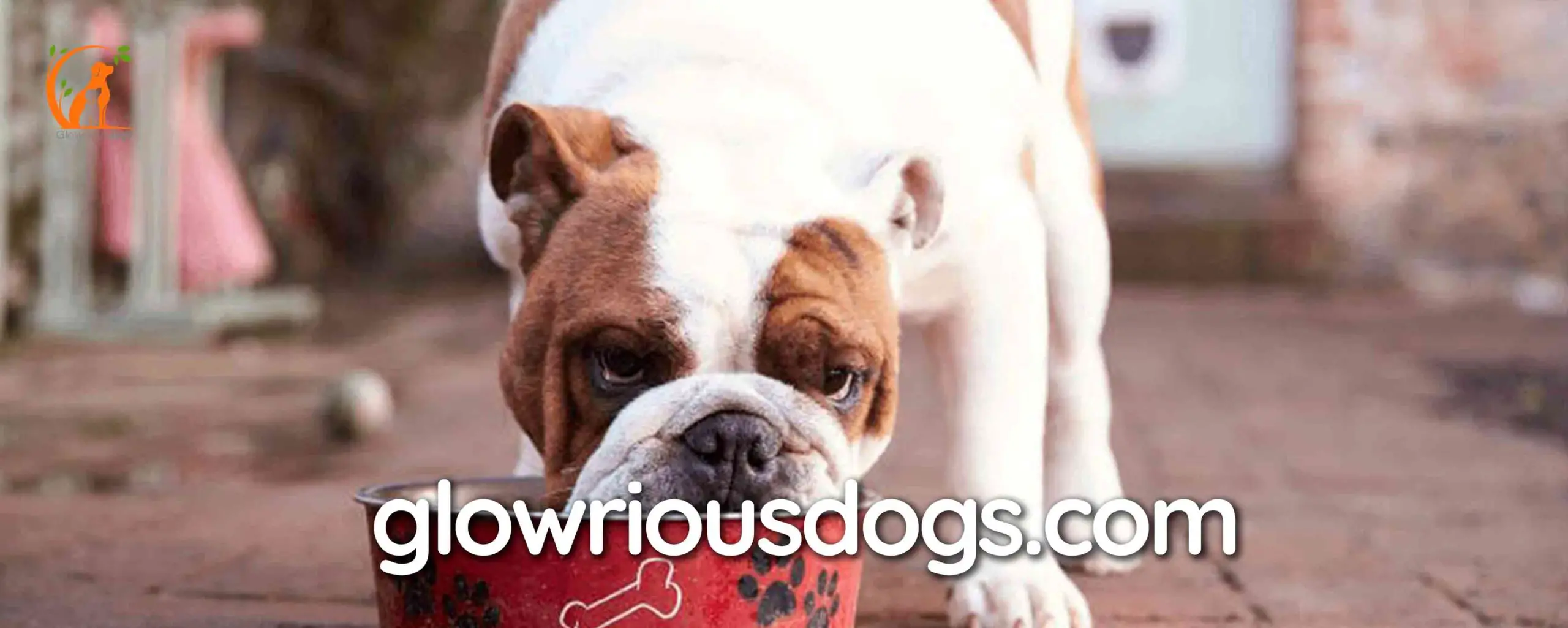 Unveiling the Top-Rated Cuisine: Best Dog Food for English Bulldogs Revealed!