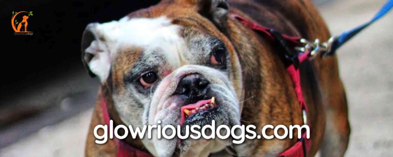 Unveiling the Majestic Tri Color English Bulldog Magic!