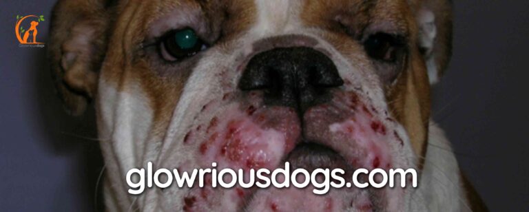 Unveiling the Ultimate Guide: How to Treat English Bulldog Skin Problems