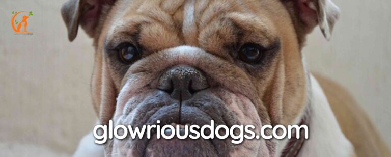 Unveiling the Charm: Female English Bulldog Personality Explained!