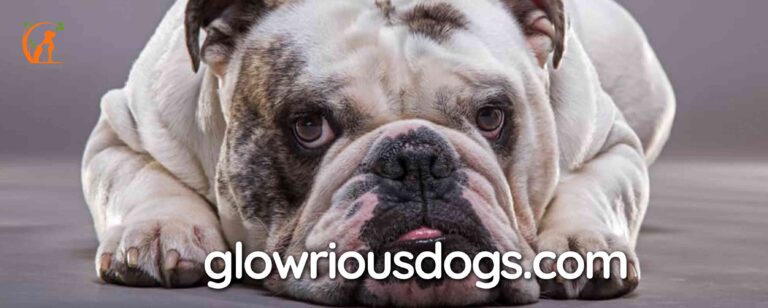 Breaking Down the Bulldog Bucks: Why Are Bulldogs So Expensive?