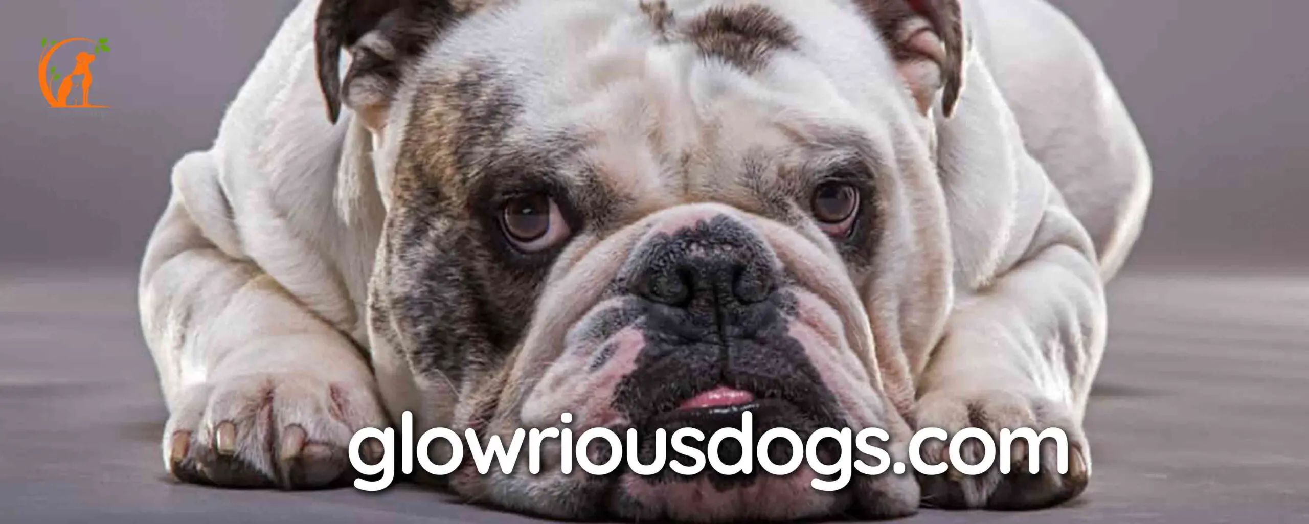 Breaking Down the Bulldog Bucks: Why Are Bulldogs So Expensive?