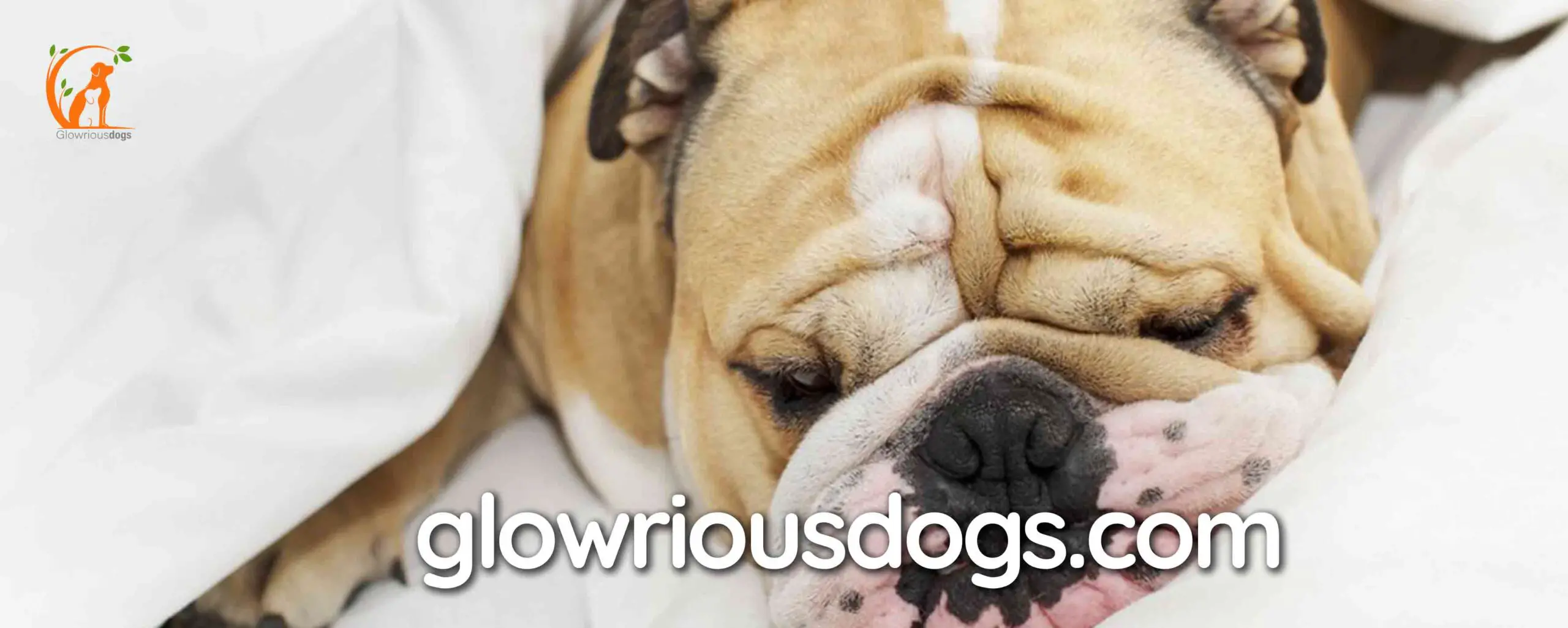 Unveiling the Mystery: Why Do Bulldogs Sleep So Much? Find Out Now!