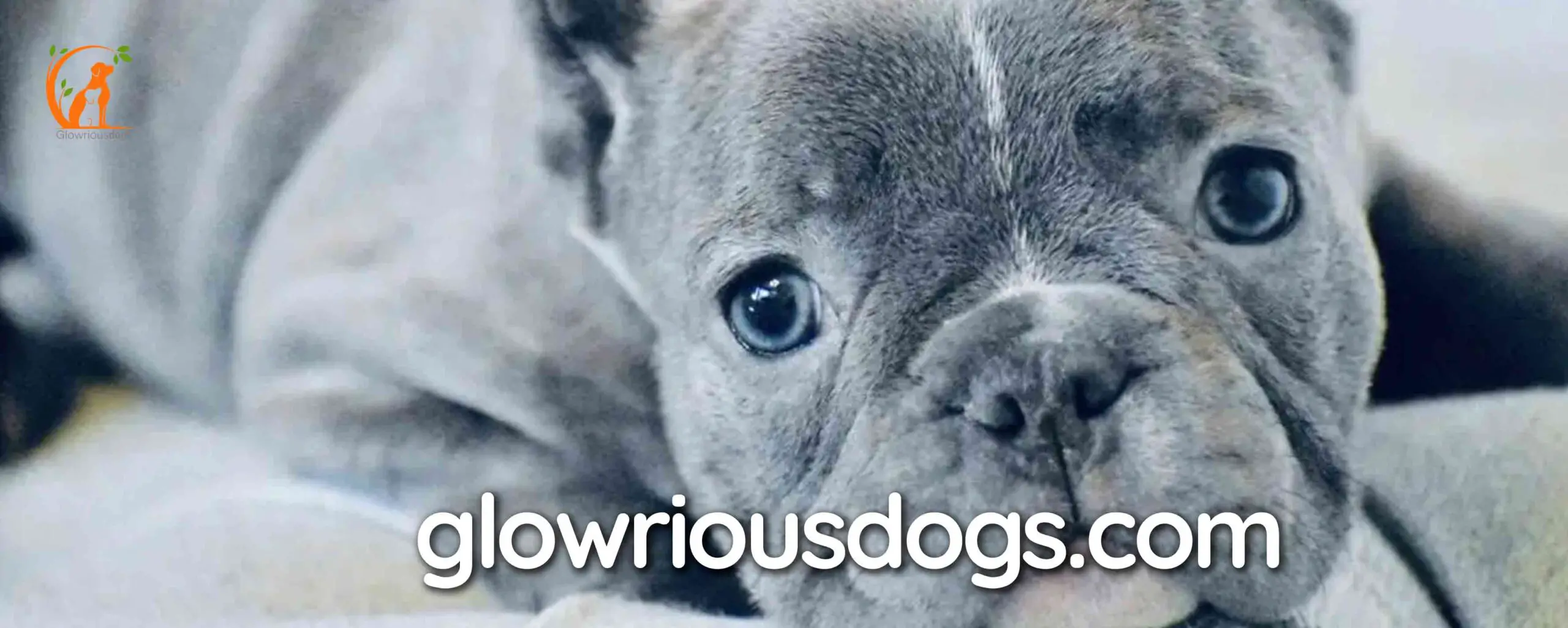 Mesmerizing Blue Eyed Bulldog Secrets Revealed!