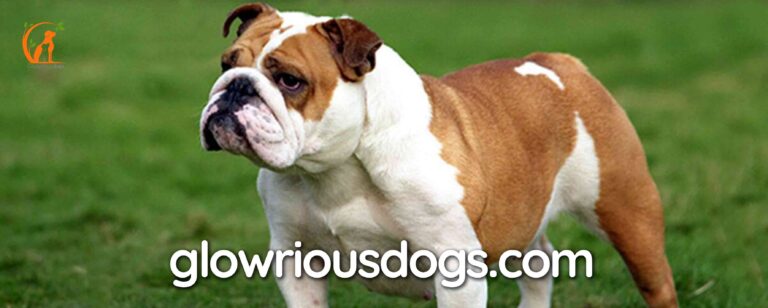 Unveiling the Pounds: How Much Do English Bulldogs Weigh?