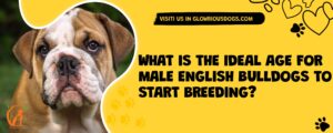What Is The Ideal Age For Male English Bulldogs To Start Breeding?