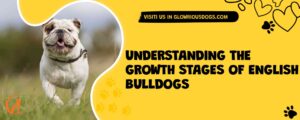 Understanding The Growth Stages Of English Bulldogs
