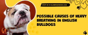Possible Causes Of Heavy Breathing In English Bulldogs