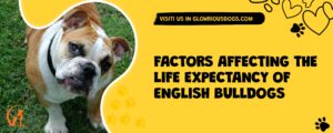 Factors Affecting The Life Expectancy Of English Bulldogs