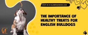 The Importance Of Healthy Treats For English Bulldogs