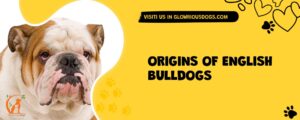 Origins Of English Bulldogs