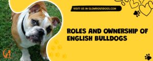 Roles And Ownership Of English Bulldogs