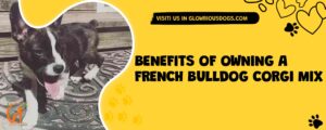 Benefits Of Owning A French Bulldog Corgi Mix